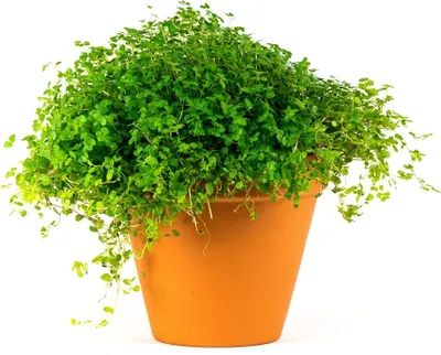 Obrázek produktu pro Gardners Soleirolia mix, průměr 9-11 cm