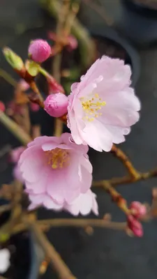 Image de Prunus x 'Accolade' / Cerisier du Japon