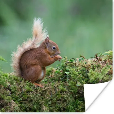 Produktbild von MuchoWow® Poster Eichhörnchen - Wald - Moos 30x30 cm - Wandposter - Printing