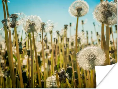Produktbild von MuchoWow® Poster Blumen - Löwenzahn - Gras 40x30 cm - Plakate für die Wände - Poster Wohnzimmer