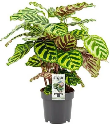Immagine prodotto di Calathea Makoyana (Maranta "Pavone") - Pianta da appartamento, 45 cm, Ø 14 cm - Pianta tropicale