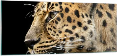 Produktbild von Bilder auf glas - Tiere Leopard wilde Katze wilde Tiere - 100x40cm - Glasbilder - Wandbilder - Kunstdruck - Wanddekoration aus Glas - Glas Bilder - Wandbild auf Glas - GAB100x40-0433