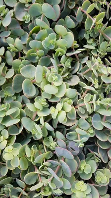 Image de Sedum sieboldii / Orpin de Siebold
