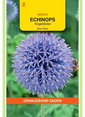 Produktbild von Oranjeband Echinops Ritro / Kugeldistel - 1 Packung Saatgut
