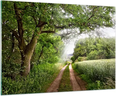 Produktbild von Bilder auf glas - Pfad Natur Wald Grün - 100x70cm - Glasbilder - Wandbilder - Kunstdruck - zum Aufhängen bereit - Wanddekoration aus Glas - Glas Bilder - Wandbild auf Glas - Einteilig - GAA100x70-2637