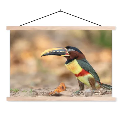 Produktbild von MuchoWow® Textilposter Vogel - Tukan - Federn - Natur 60x40 cm mit holzfarbenen Rahmen - Bilder