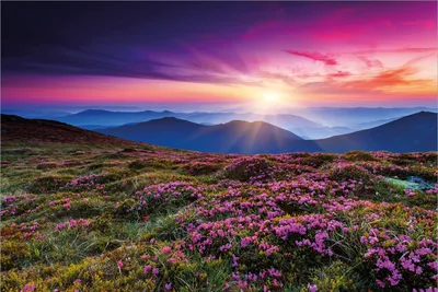 Produktbild von Wallario Premium Vliestapete Fototapete Blumenbedeckte Wiese bei Sonnenuntergang in der Größe 400 x 267 cm, extra dick, wird in 5 Teilen geliefert
