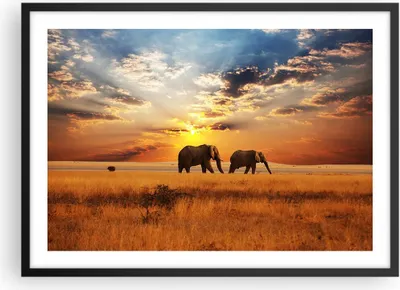 Produktbild von Gerahmtes Poster - Schwarzer Rahmen - Elefanten Safari Dschungel Busch - 70x50 cm - Wand Bild - Wanddeko - Wandbilder - Wandposter - Bilderrahmen - Bilder - Kunstdruck - Wandbild - P2BAA70x50-3150