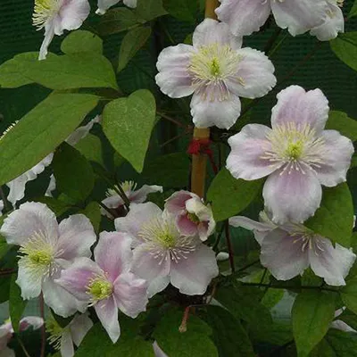 Produktbild von 2 x Waldrebe - Clematis montana 'Rubens' | 50-60 cm in Container