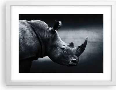 Produktbild von Gerahmtes Poster - Weißer Rahmen - Nashorn Schwarzweiß Porträt - 40x30 cm - Wand Bild - Wanddeko - Wandbilder - Wandposter - Bilderrahmen - Bilder - Kunstdruck - Wandbild - P2WAA40x30-4347