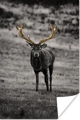 Produktbild von MuchoWow® Poster Hirsch - Gold - Geweih 120x180 cm - Kunstposter
