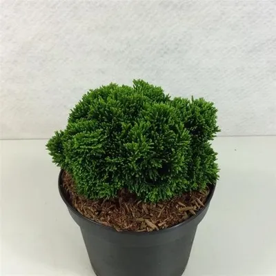 Obrázok produktu pre Chamaecyparis obt. 'Juniperoides' – cyprus podobný jalovcu | 12–15 cm v črepníku