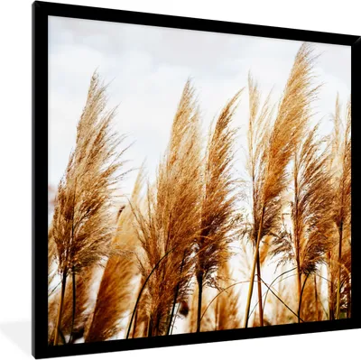 Produktbild von MuchoWow® Gerahmtes Poster Pampasgras - Sonne - Gras 40x40 cm - Poster mit Schwarzem Bilderrahmen Wandposter Rahmen Foto Bilder - Mit Rahmen - Wanddekoration Schlafzimmer