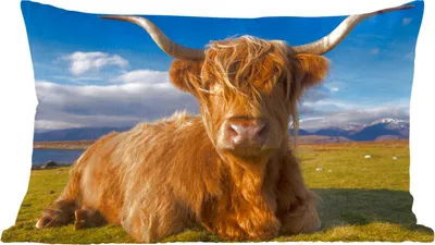 Produktbild von MuchoWow® Zierkissen Sofakissen Wohnzimmer Dekokissen 50x30 cm Schottische Hochlandrind - Tiere - Gras - Wohnzimmerdekoration - Polster mit Photo