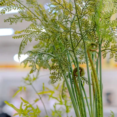 Produktbild von Kunstpflanze Farn-Busch Flora