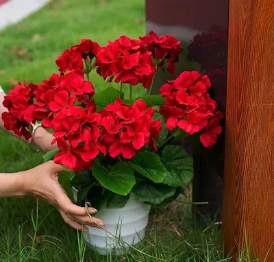 Productafbeelding van Famanu Kunstgeraniums, rood - 38 cm, 2 stuks