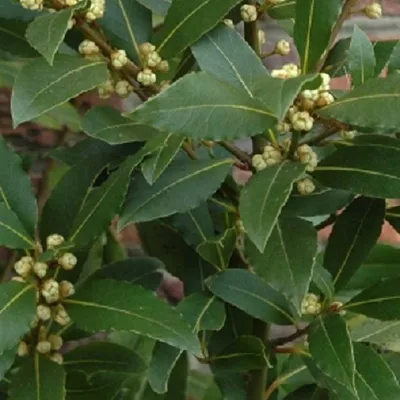 Immagine prodotto di 6 x Tuttavia Lorbeer - Laurus nobilis | Topf 9cm x 9cm
