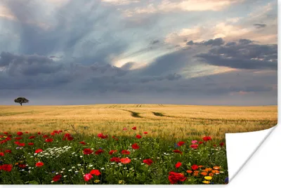 Produktbild von MuchoWow® Poster Blumenwiese - Weizen - Mohnblumen 120x80 cm - Bilder