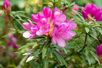 Produktbild von Rhododendron ponticum Graziella 40-50 cm, im 7,5 l Topf, immergrün