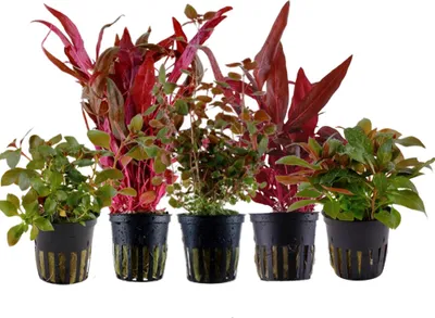 Produktbild von Pflanzen Set mit 5 schönen roten Topf Aquarium Wasserpflanzen AquaOne Nr.101