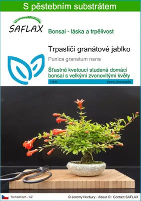 Obrázek produktu pro SAFLAX - Trpasličí granátové jablko - Punica granatum nana - 50 Semena - S pěstebním substrátem bez klíčků
