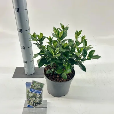 Immagine prodotto di Gardenia jasminoides 'Pinwheel®'  - Gardenia | 25-30 cm in vaso