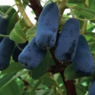 Produktbild von Kamtschatka-Heckenkirsche Indigo Gem 2L