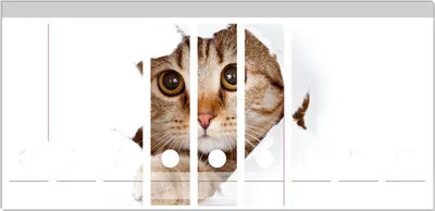 Produktbild von Wallario Ordnerrücken Sticker, selbstklebend für breite Ordner, 9 Stück, Motiv Katze mit Blick nach vorn