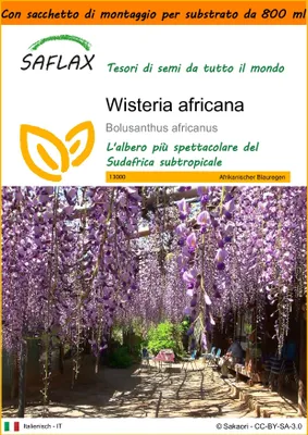 Immagine prodotto di SAFLAX Garden in the bag - Wisteria africana - 15 semi - Bolusanthus