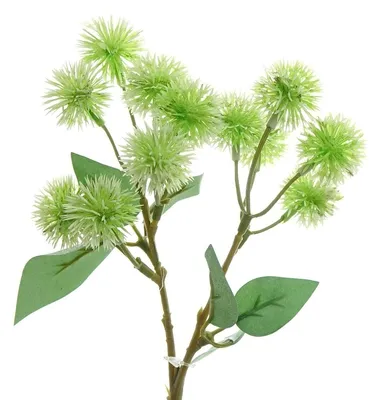 Produktbild von GASPER Fruchtstand Distelzweig Grün 40 cm - Kunstblumen