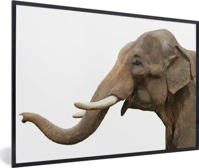 Produktbild von MuchoWow® MuchoWow® Gerahmtes Poster Elefant - Zähne - Weiß 30x20 cm - Poster mit zchwarzem Bilderrahmen - Kunstdruck - Bild-Poster
