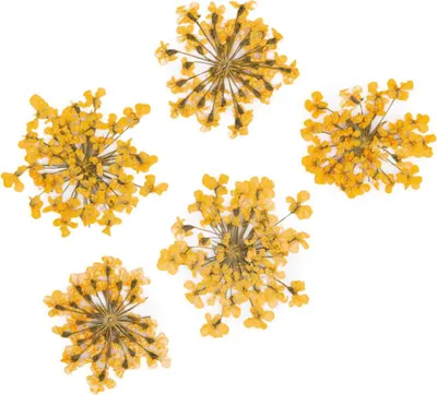 Image de MollyLac - Fleurs oranges séchées pour ongles, 5 pièces