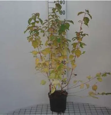 Produktbild von Cornus sang. midwinter Fire' - Roter Hartriegel 40- 50 cm Container
