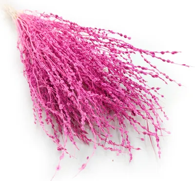 Produktbild von Lepidium (Lepidium sativum) - Fuchsie