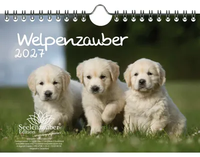 Produktbild von Welpenzauber DIN A5 Kalender für 2027 Hunde Welpen - Seelenzauber