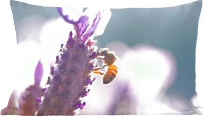 Produktbild von MuchoWow® Zierkissen Sofakissen Wohnzimmer Dekokissen 50x30 cm Nahaufnahme von Lavendel vor einem bunten Hintergrund - Wohnzimmerdekoration - Polster mit Photo