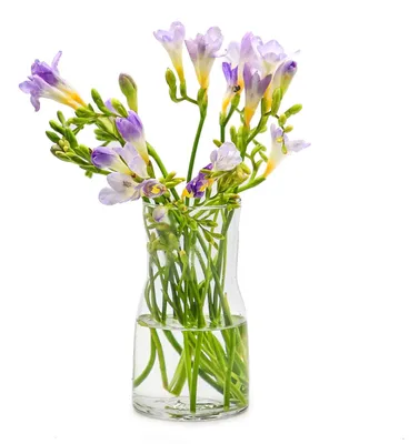 Immagine prodotto di Vaso in vetro trasparente, dal design moderno, ideale per fiori