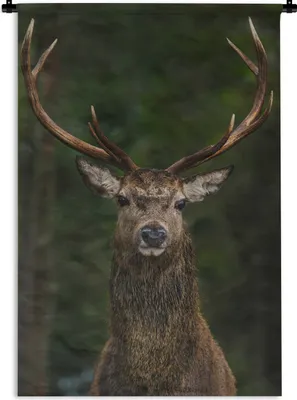 Produktbild von MuchoWow® Wandteppich Wandbehang Hirsch - Geweih - Natur 120x180 cm Tapisserie Dekoration Wandtuch - Schlafzimmer - Dekorationen für das Haus
