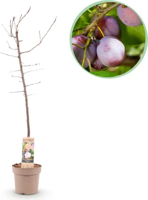 Produktbild von GreenboutiQ - Obstpflanze - Pflaumenbaum - Prunus domestica Opal - Gelb Rote Frucht - Topf 21cm Höhe 90cm