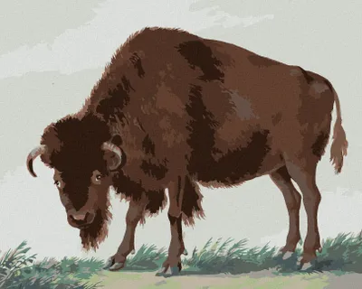 Produktbild von Zuty - Malen nach Zahlen - BISON (I. VAN HAASTERT), 40x50 cm, ohne Keilrahmen