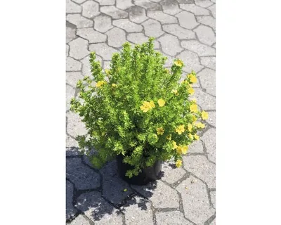 Produktbild von Fingerstrauch FloraSelf Potentilla fruticosa 'Dakota Sunspot' H 30-40 cm Co 4 L