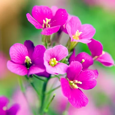 Produktbild von 6 x Gänsekresse  - Arabis caucasica 'Compinkie'  | Topf 9cm x 9cm