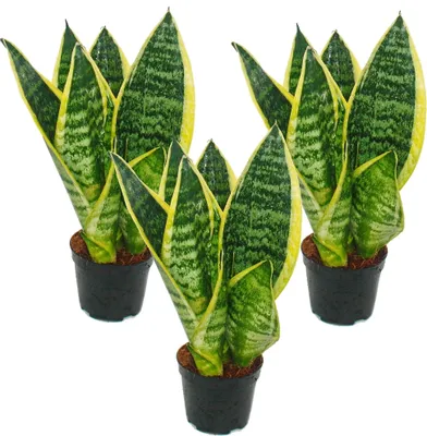 Image de Lot de 3 Sanseveria laurentii trafasciata - chanvre vert-jaune - pot de 9cm, hauteur totale env. 20-25cm