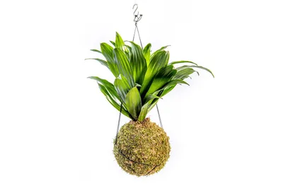 Obrázok produktu pre Gardners Kokedama Dracaena fragrans mix (L)