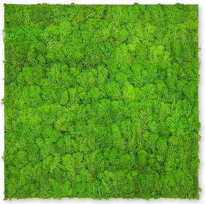 Produktbild von JANGAL Modular Wall Akustik 3D Paneele  520 x 520 mm Bright Green Moos Moos Pflanzenwand Paneele Echtmoos