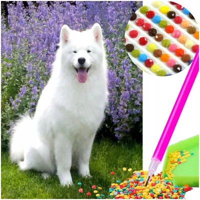 Produktbild von Artelo Diamantmalerei Set Samojede 5D Bild Hunde