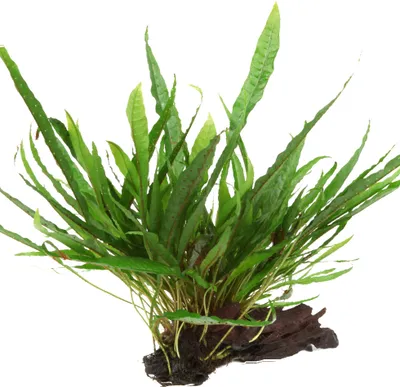 Produktbild von Aquarium Pflanze Microsorum pteropus Javafarn auf Wurzel Tropica Nr.008 YWS