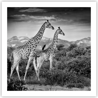 Produktbild von Poster - Poster ohne Rahmen - Giraffen Schwarzweiß Fotografie - 60x60 cm - Wand Bild - Wanddeko - Wandbilder - Kunstposter - Wandposter - Bilder - Kunstdruck - Wanddekoration - P2XAC60x60-4441
