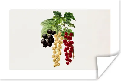 Produktbild von MuchoWow® Poster Lebensmittel - Beeren - Obst 120x80 cm - Bilder