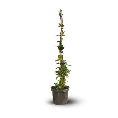 Image de Jasmin etoilé - rhyncospermum - plante grimpante - ↕ 100-110 cm - ⌀ 18 cm